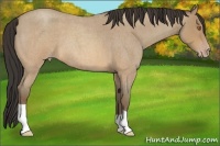 Horse Color:Sable Champagne Roan