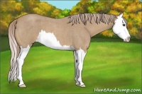 Horse Color:Palomino Roan Splash