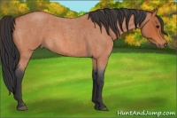 Horse Color:Bay Roan 