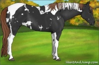 Horse Color:White Spotted Liver Chestnut Tobiano