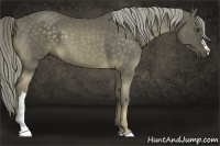 Horse Color:Chocolate Palomino 
