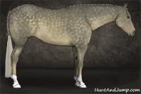 Horse Color:Chocolate Palomino 