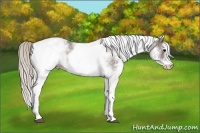 Horse Color:White Spotted Silver Black 