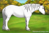 Horse Color:Black Splash Tobiano Appaloosa 