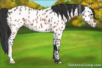 Horse Color:Brown Appaloosa 
