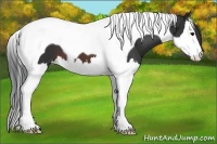 Horse Color:Brown Splash Tobiano 