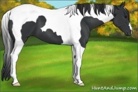 Horse Color:Black Tobiano 