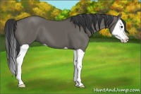 Horse Color:Grullo Splash 
