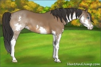 Horse Color:Bay Splash 