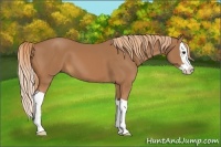 Horse Color:Chestnut Splash 