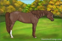 Horse Color:Red Roan 