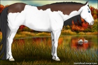 Horse Color:Bay Splash 