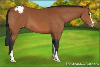 Horse Color:Bay Sabino Appaloosa 
