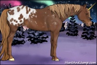 Horse Color:Chestnut Appaloosa