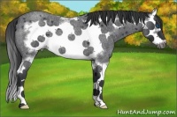 Horse Color:Blue Roan Splash Frame 