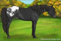 Horse Color:Liver Chestnut Appaloosa 