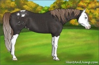 Horse Color:Liver Chestnut Splash Varnish 