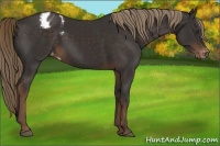 Horse Color:Liver Chestnut Appaloosa 