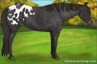 Horse Color:Liver Chestnut Varnish Rabicano 