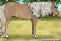 Horse Color:Palomino 