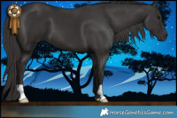 Horse Color:Smoky Black