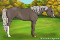 Horse Color:Silver Black 