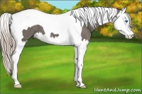 Horse Color:Silver Black Splash Tobiano 