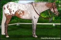 Horse Color:Silver Bay Appaloosa 