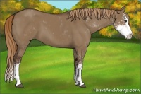Horse Color:Liver Red Dun Sabino Splash 