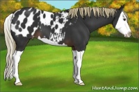 Horse Color:Liver Chestnut Splash Appaloosa 