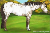 Horse Color:Liver Red Dun Frame Appaloosa 