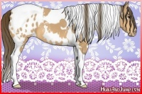 Horse Color:White Spotted Buckskin Tobiano Appaloosa 