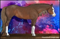 Horse Color:Liver Chestnut Splash
