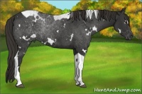 Horse Color:White Spotted Liver Chestnut Tobiano 