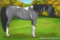 Horse Color:Blue Roan Tobiano