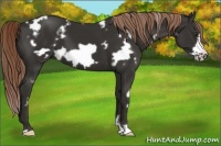 Horse Color:White Spotted Liver Chestnut Frame 