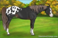 Horse Color:Liver Chestnut Sabino Splash Appaloosa 