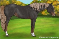 Horse Color:Liver Chestnut Sabino Appaloosa Rabicano 