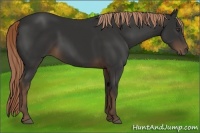 Horse Color:Liver Chestnut Sabino Rabicano 