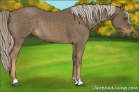 Horse Color:Chocolate Palomino Rabicano 