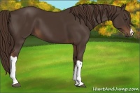 Horse Color:Liver Chestnut 