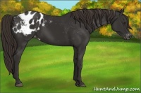 Horse Color:Liver Chestnut Appaloosa 