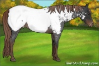 Horse Color:Liver Red Roan Near Fewspot 