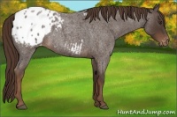 Horse Color:Liver Red Roan Appaloosa 