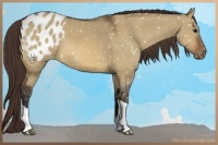 Horse Color:Bay Dun Snowflake Varnish