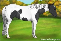 Horse Color:Black Tobiano 