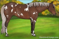 Horse Color:White Spotted Silver Brown
