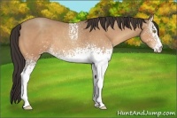 Horse Color:White Spotted Sable Champagne