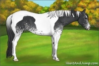Horse Color:White Spotted Black Tobiano