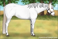 Horse Color:Buckskin Dun Appaloosa 